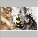 Eratophyes amasiella - Birken-Faulholzmotte 02a 9mm.jpg